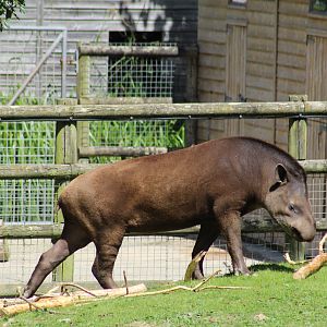 Brazilian Tapir