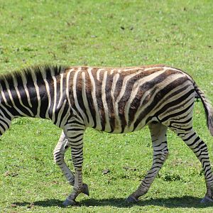 Chapman's Zebra