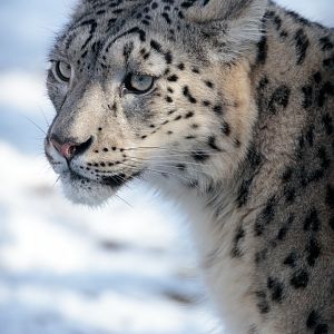 Snow Leopard - 27/02/2017