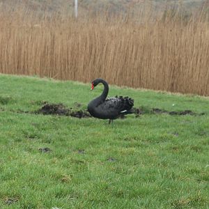 IMG_3635 Black Swan
