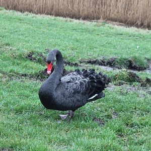 IMG_3645 Black Swan