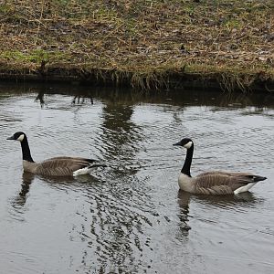 IMG_3651 Canada Geese