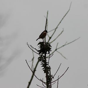 IMG_5164 Stonechat