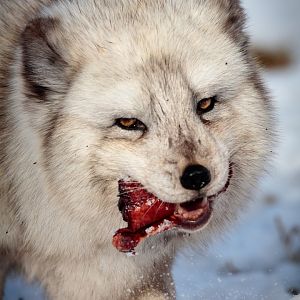 Arctic Fox - 27/02/2017