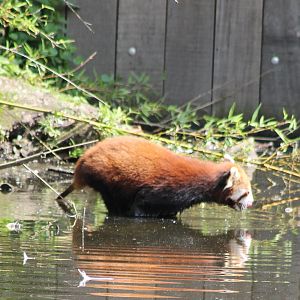 Red panda