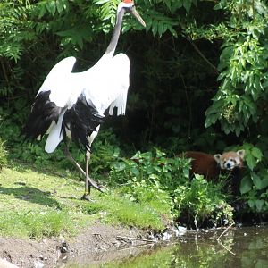 Red-crowned crane vs Red panda