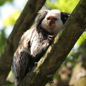 Geoffroy's marmoset