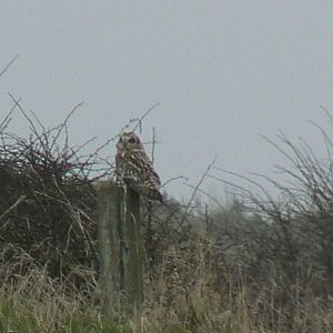 Short-eared Owl - 11 March 2017, RSPB Bempton Cliffs