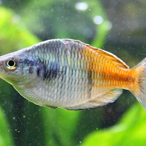Boeseman rainbowfish