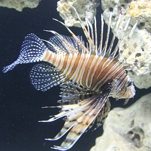 Lionfish