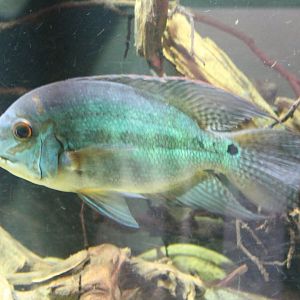 Parrot cichlid - Hoplarchus psittacus