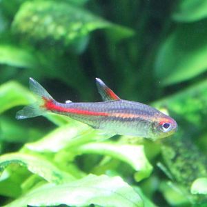 Glowlight tetra (Hemigrammus erythrozonus)