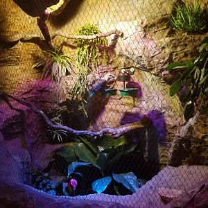 "Temporary" Blue Bellied Roller back on Exhibit...