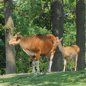 Banteng and Eld's deer