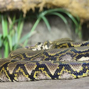 Reticulated python