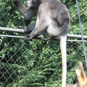 Dusky langur