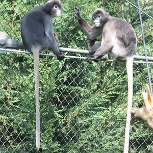 Dusky langurs