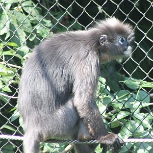 Dusky Langur