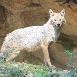Golden jackal