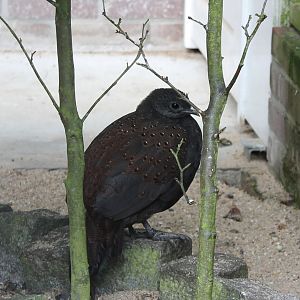Mountain peacock-pheasant