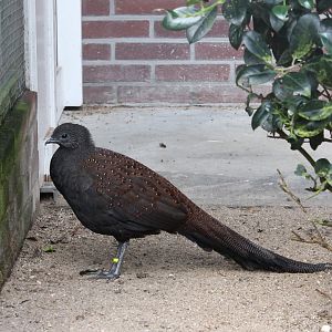 Mountain peacock-pheasant