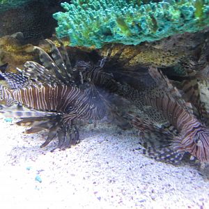 lionfish
