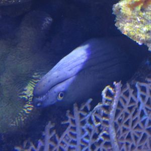 spotted moray
