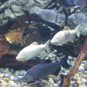 pacus and giant gourami