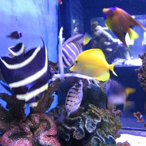 feeding at marine tank