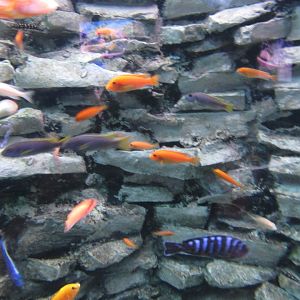 african cichlids