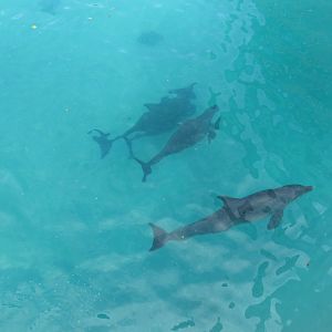 bottlenose dolphins bachelor group