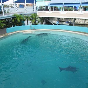 part of bachelor dolphin pool