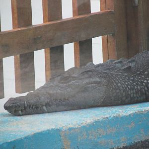 morelet´s crocodile