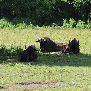 Black Wildebeests