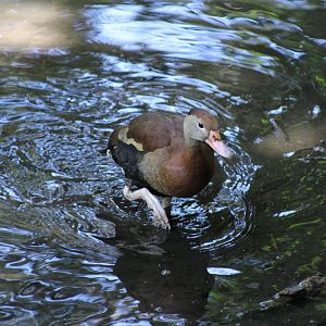Black-Bellied Whistling-Duck