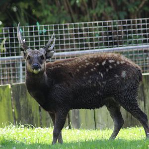 Visayan Spotted Deer