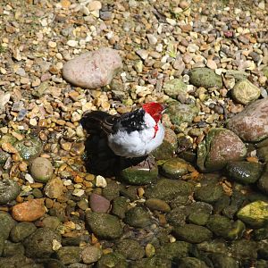Red-Cowled Cardinal