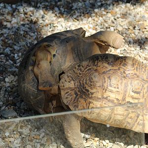 Leopard Tortoise vs Radiated Tortoise