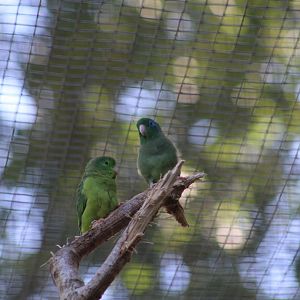 Spectacled Parrotlet
