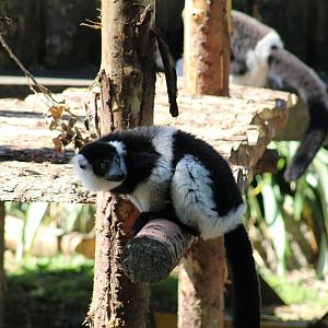 Belted Ruffed Lemur