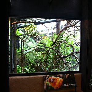 Fragile Forest - Golden Lion Tamarin exhibit