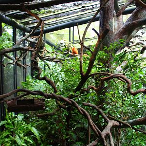 Fragile Forest - Golden Lion Tamarin exhibit