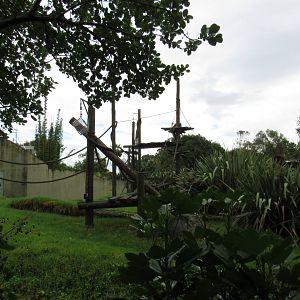 Orangutan Exhibit 2017