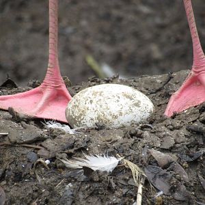 Flamingo Egg