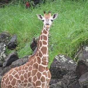 Auckland Zoo's New Giraffe Calf, Kabili