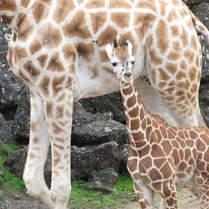 Auckland Zoo's New Giraffe Calf, Kabili