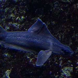 Angular roughshark, march 2017