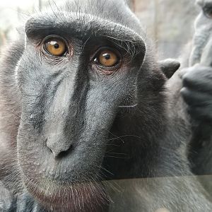 sulawesi crested macaque