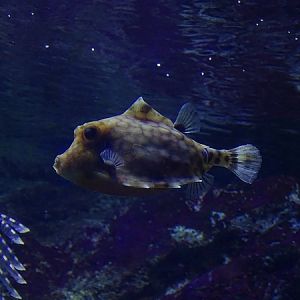 Humpback Turretfish, march 2017