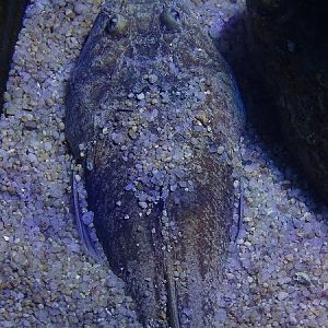 Atlantic stargazer, march 2017